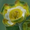 Primula Auricula Spring Meadow - Abriachan Nurseries